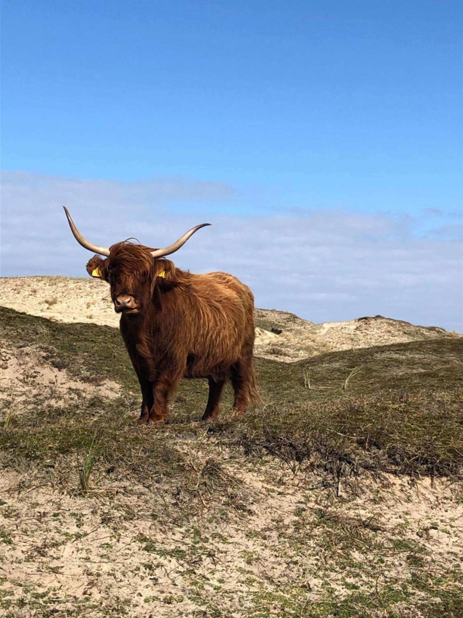 De Vrije Vogel * Egmond aan Zee